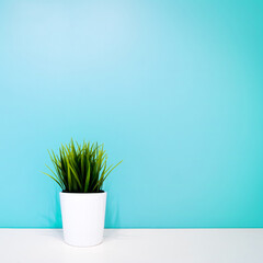 green plant in a white pot against the background of a turquoise wall. copyspace. interior background. minimalism. square image
