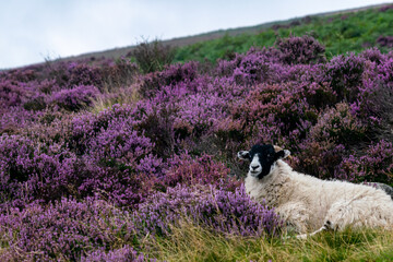 Black and white sheep sitting in heather flowers, beautiful scenery with sheep in purple heather bushes on hillside in Peak District National Park