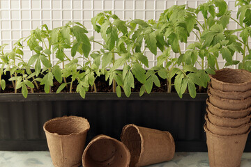 Tomato seedlings in a plastic box and peat pots
