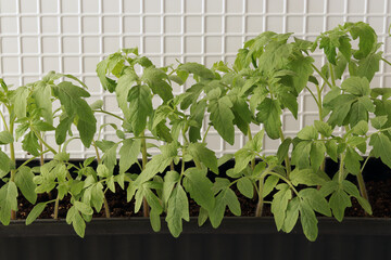 Tomato seedlings in plastic boxes for planting in your own garden