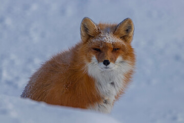 Obraz premium red fox vulpes