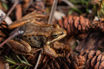 frog on the ground