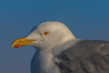 close up of a seagull