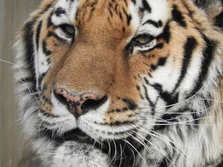 Fototapeta premium トラ