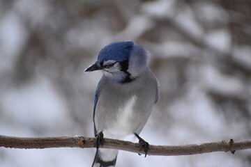 A blue jay on a branch, Sainte-Apolline, Québec, Canada