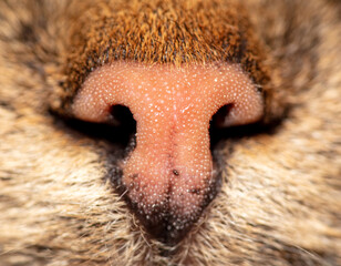 Close-up of a cat's nose.