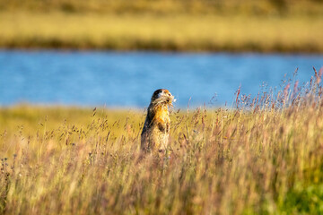 dog in the grass