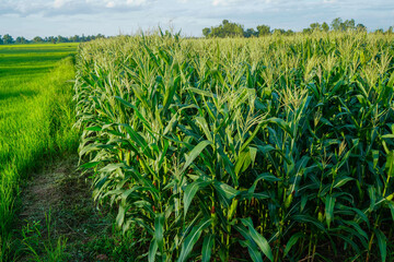 The agricultural land of a green corn farm with a perfect sky.