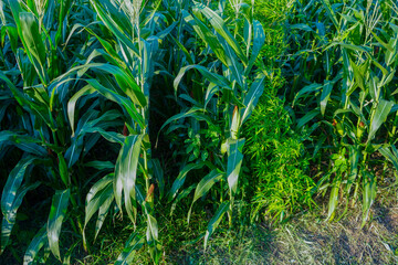 Obraz premium The agricultural land of a green corn farm with a perfect sky.