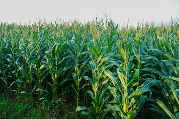 The agricultural land of a green corn farm with a perfect sky.