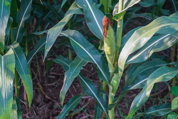 Corn pods on the corn plant,corn field in agricultural garden.