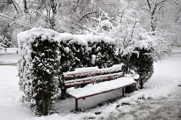Snowy hedge around bench in Winter park