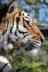 トラ