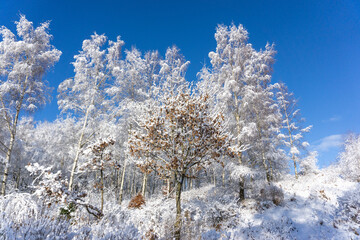 paysage d'hiver, paysage, hiver, neige, froid, glace, arbres, chemin, sentier, nature, gel, gelé, blanc, blanche, forêt, arbre, suède, scandinavie, scandinave, enneigé, ciel, bleu, saison, scène, rout