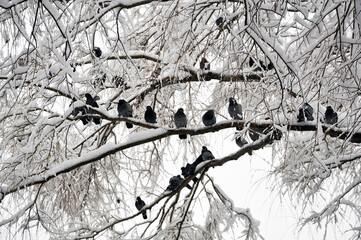 Pigeon flock on the snowy branches