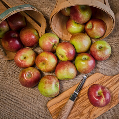Freshly harvested Macoun apples in baskets with apple peeler and cutting board on burlap