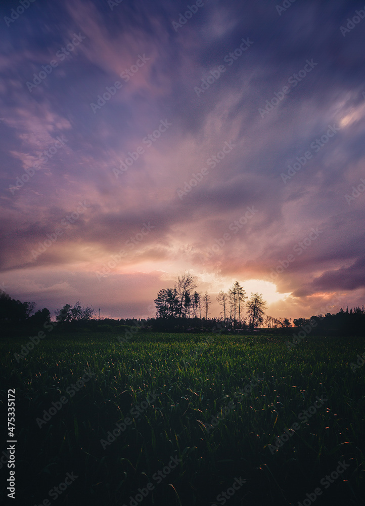 Wall mural Vertical shot of the beautiful sunset sky with tree silhouettes in the background.