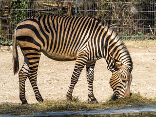 Obraz na płótnie Canvas Hartmann's Mountain Zebra, Equus zebra hartmannae. An endangered zebra