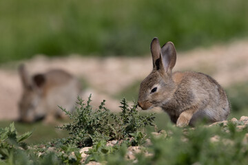 European rabbit, Common rabbit, Oryctolagus cuniculus sitting on a meadow at Munich