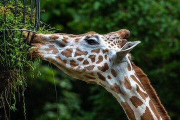 The giraffe, Giraffa camelopardalis is an African mammal © rudiernst