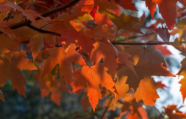 Red leaves of Acer freemanii Autumn Blaze on blue sky background. Close-up of fall colors maple...