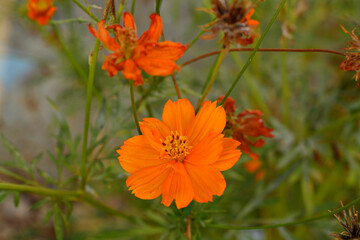 orange flower in the garden