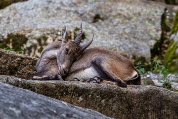 Male mountain ibex or capra ibex on a rock