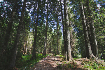 Rows of old high trees in the dense forest on a sunny day in Triglav, Slovenia