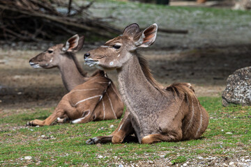 The common eland, Taurotragus oryx is a savannah antelope