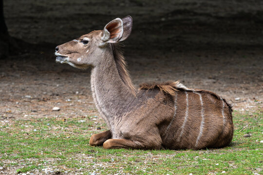 The common eland, Taurotragus oryx is a savannah antelope