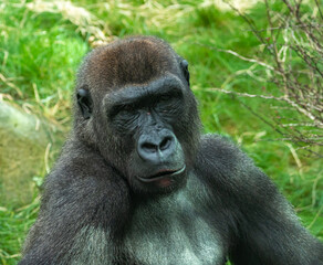 Gorillas are ground-dwelling, predominantly herbivorous apes, Sub-Saharan Africa