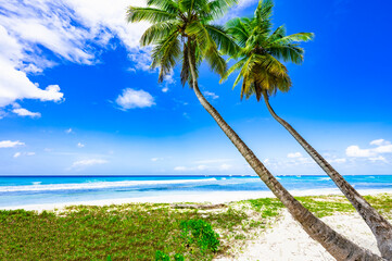 caribbean sea palm trees paradise