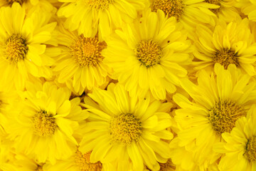 Closed up of yellow color Chrysanthemum flower pattern background