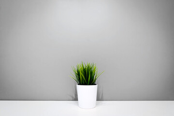 green plant in a white pot on a background of a gray wall. copyspace. interior background. minimalism.