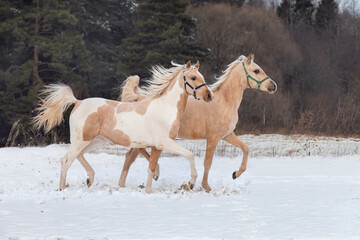 Some bright young horses run through a snowy field. Winter season on a horse farm