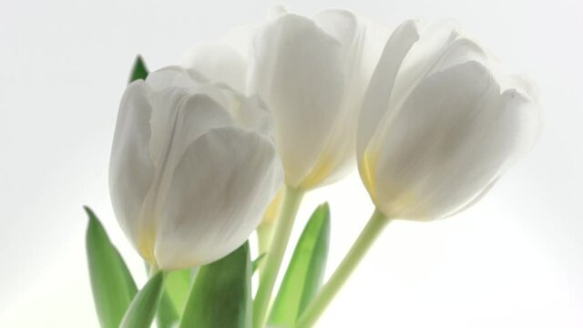 Tulips. Time lapse of white tulips flower blooming, isolated on white background. Timelapse tulip bunch of spring Easter flowers opening, close-up. Holiday bouquet. 4K UHD video. 