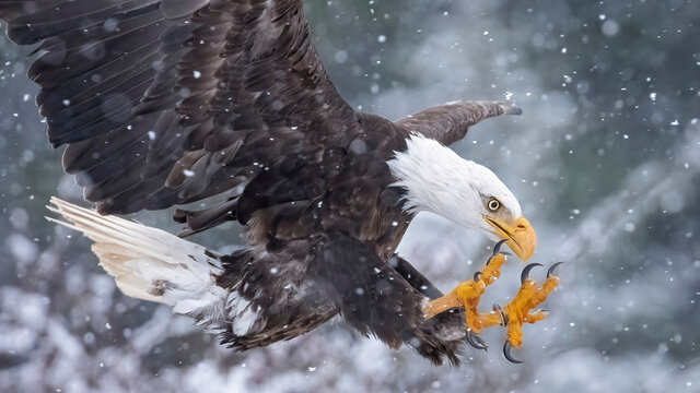 American bald eagle in flight.