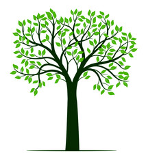 Green Spring Tree.. Vector outline Illustration. Plant in Garden.