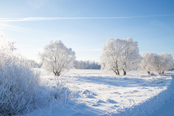 Beautiful winter landscape. Trees in hoarfrost in a snowy field. Sunny frosty day. Nature background 