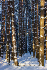 Fototapeta premium Winter forest. Snow-covered trees and bushes. There is a lot of snow on the branches of larch trees. Cold snowy weather. Amazing northern nature. Beautiful winter background.