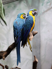 Vertical shot of two blue and gold Macaws (Ara glaucogularis) perched on the tree branch © César16/Wirestock