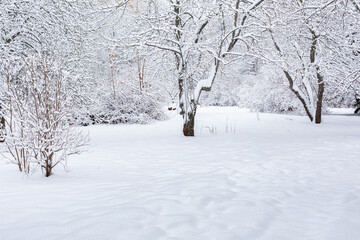 Winter Snow Park. Snowfall in the forest. No one is. Fabulous forest landscape