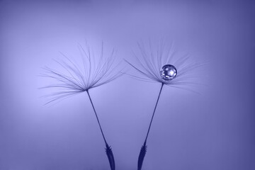 Dandelion seeds violet background with water drop close up. Color of the year 2022 Very Peri.