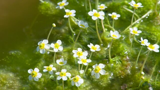Swamp Covered With Flowers. Swampy Bubbly Mucus Blossomed With Cute Little Flowers, As A Symbol Of The Contrast Between Appearance And Wealth Of The Inner World