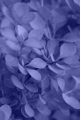 Beautiful violet leaves of barberry close-up. Floral texture and background. Trendy color very peri in the 2022 year.