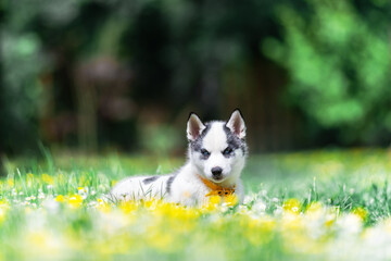 A small white dog puppy breed siberian husky with beautiful blue eyes in blooming spring garden. Dogs and pet photography