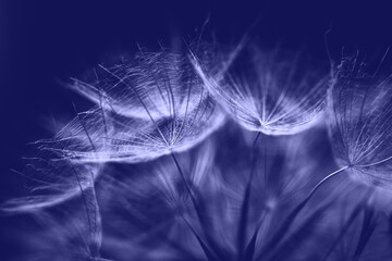 Very Peri abstract background. Color of the year 2022. Salsify seeds closeup. - obrazy, fototapety, plakaty