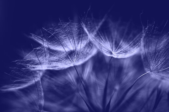 Very Peri abstract background. Color of the year 2022. Salsify seeds closeup.