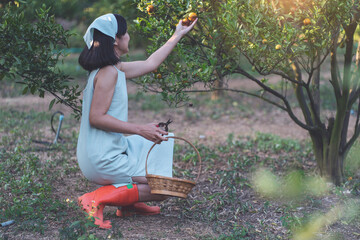 Asian woman owning an orange orchard holding a basket and scissors picking oranges in a business owner concept garden 