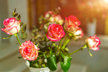 Beautiful bouquet of pink and white roses in vase, great gift for your beloved women. Morning light and selective focus
